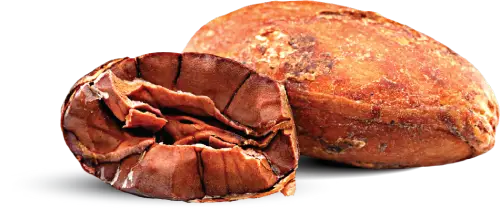 Peruvian Cacao Cordyceps Mushroom